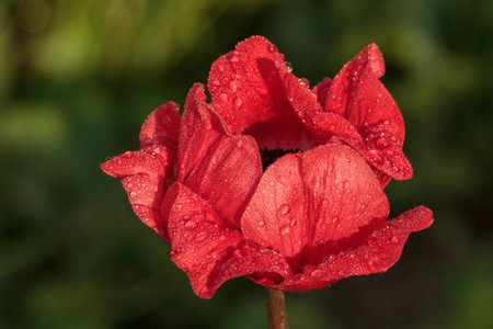 one red flower with drops of dew on a summer sunny day in the village gardenの写真素材