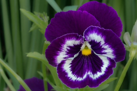 one blue viola flower on a summer sunny day in the village garden
