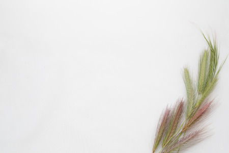 White background with empty place for inscription  on a white sheet with bouquet of wheat earsの写真素材
