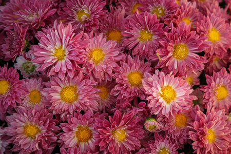 a huge number of red flowering chrysanthemums collected in one place, for  nice congratulations and...