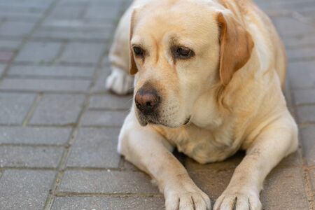 a light-haired labrodor dog with sad eyes is bored and waiting for his master in the courtyard of the house in the gardenの写真素材