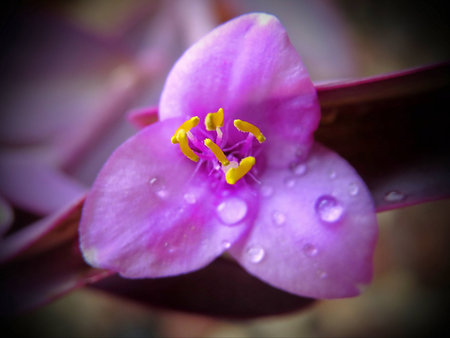 Amazing Flower in the Rain