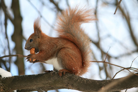 Squirrel