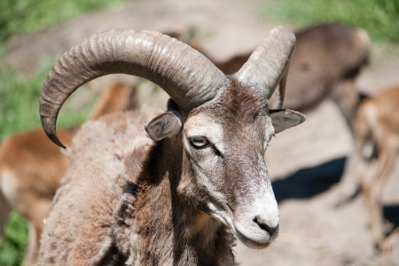 mouflonの写真素材