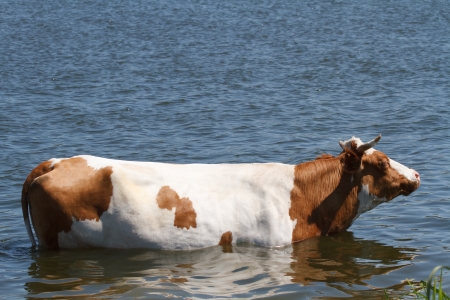Cow saved from the summer heat in the riverの写真素材