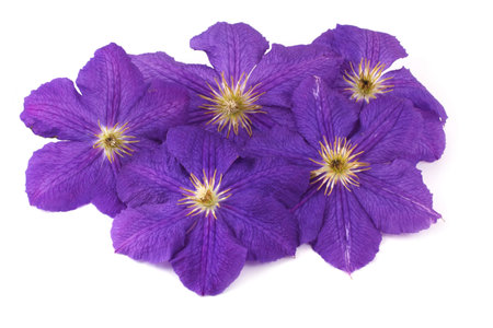Purple clematis flower isolated on whiteの写真素材