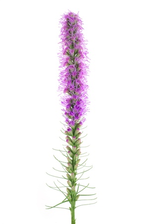 Liatris flower isolated on white background の写真素材