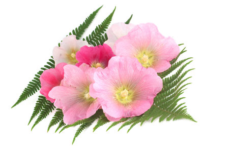 Flowers mallows and fern isolated on white background