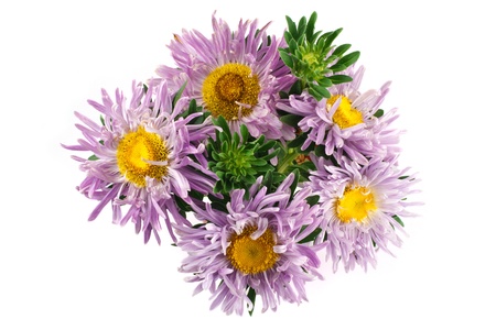 Lilac aster flower isolatedの写真素材