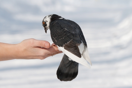 a dove on his handの写真素材