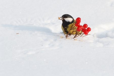 Tit on snow and viburnum berriesの写真素材