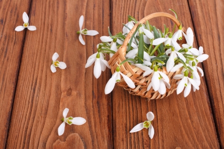 Snowdrops in a basket on the oak table  scattered flowersの写真素材