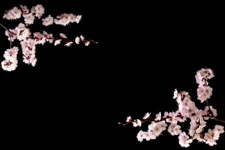 beautiful frame for a card of apricot flowers on a darkの写真素材