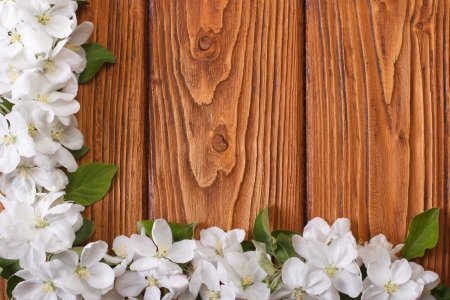 Corner floral frame from flowers apple tree on a wooden の写真素材