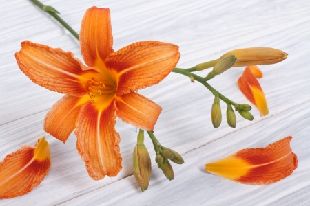 Orange lily on a white background wooden tableの写真素材