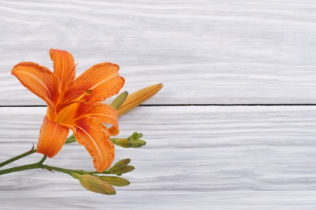 Orange lily on a background of wooden boardsの写真素材