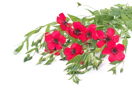 Flowers of red flax with buds and herbs isolated on whiteの写真素材