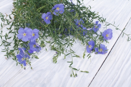 Blue flax flowers with buds on a wooden tableの写真素材