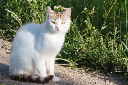 White cat on the road against the background of green grassの写真素材
