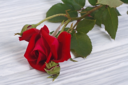 Bud of a red rose on a background of wooden boardsの写真素材
