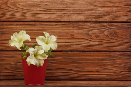 yellow petunia flowers in a red bucket on a wooden backgroundの写真素材