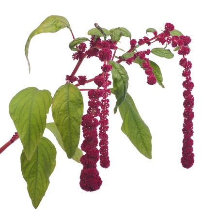Amaranth blooming isolated on white backgroundの写真素材