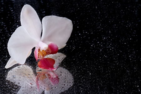 White orchid with water drops isolated on black background close-up. Macro. reflection
の写真素材