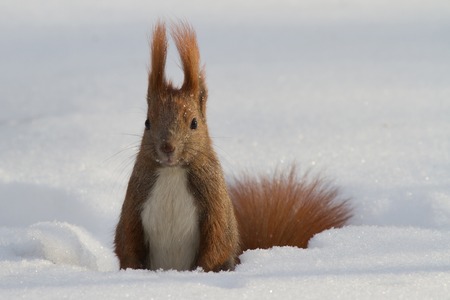 Red squirrel in the winter snowdrift. outdoors
の写真素材
