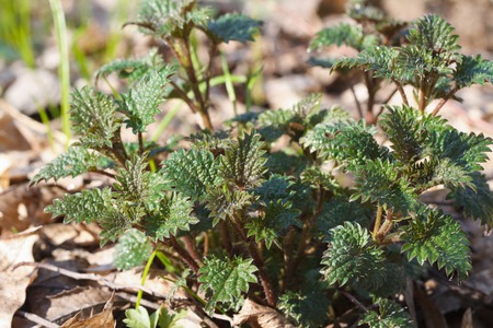 young spring green stinging nettles close upの写真素材