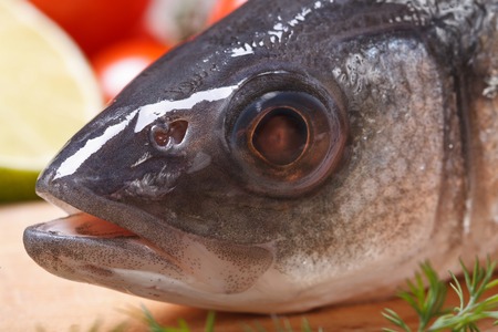 Raw sea bass fish head close-up horizontal. side view 
の写真素材