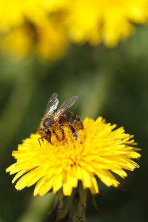 Bee collecting pollen on yellow flower dandelion. close up. vertical