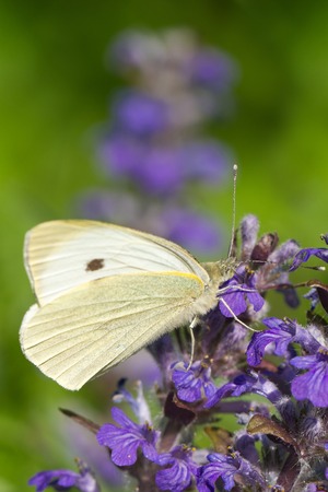 Cabbage butterfly closeup on a blue flower. vertical macro
の写真素材