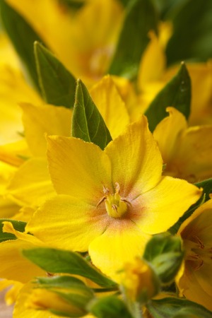 beautiful yellow flowers Lysimachia punctata macro verticalの写真素材