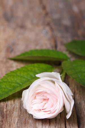 Beautiful pale pink rose on wooden board close up vertical
の写真素材