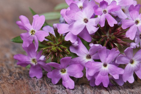 delicate purple flowers verbena on the table macro horizontal
の写真素材