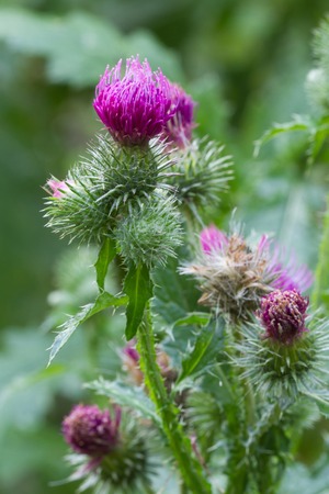 prickly thistle blooming closeup の写真素材