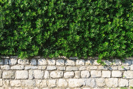 hedge evergreen shrub in the landscape design closeup horizontalの写真素材