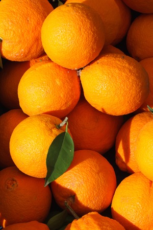 Harvest of fresh oranges close-up. vertical backgroundの写真素材