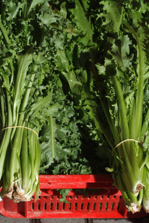 Fresh green leaves of endive chicory frisee salad close-up in the box on the market. vertical