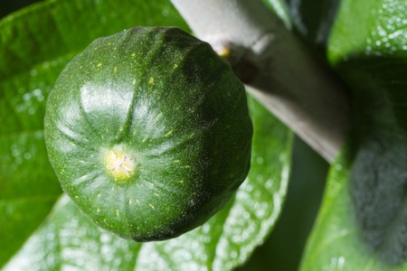 Unripe figs close-up on a background of green foliage. horizontalの写真素材