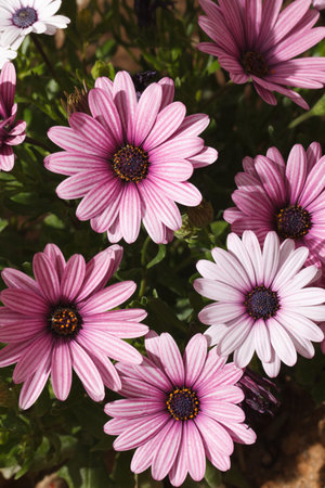 Beautiful pink daisy close-up, vertical, outdoorsの写真素材