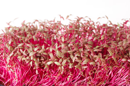 Young shoots microgreen of amaranth macro isolated on white background. Horizontal
