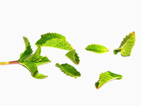 Broken mint twig with leaves on white