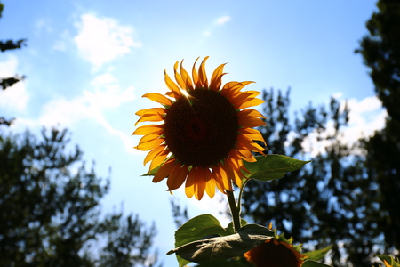 sunflowerの写真素材