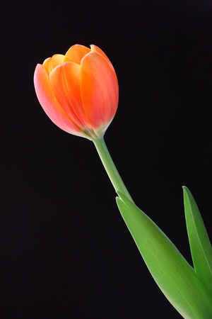 tulip black backgroundの写真素材