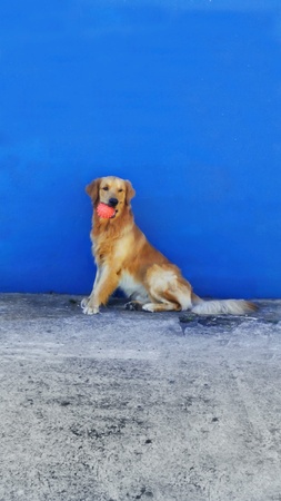 Dog whaiting the gameの素材