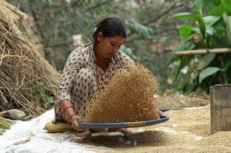 Kathmandu, Nepal, october 11, 2010: woman works the wheat to fieldsのeditorial素材