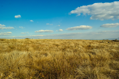 The meadow fieldの写真素材