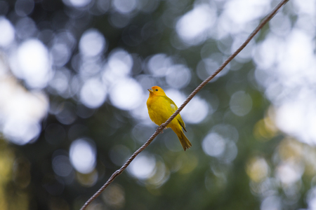 canaryの写真素材