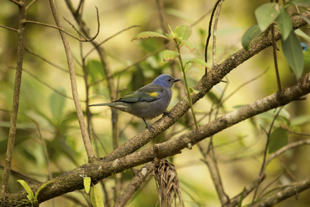 Sanha?u of Yellow Encounter (Tangara Ornata) - In Visconde de Mau? - Rio de Janeiro -Brazilの写真素材
